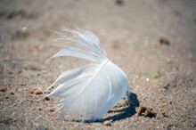 Lonely White Bird Feather Stuck In The Sand On The Beach By The Baltic Sea