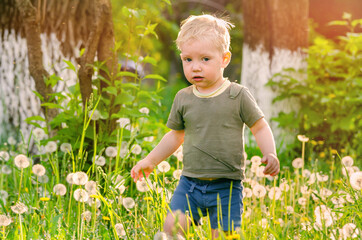 Wall Mural - a little boy walks among dandelions on the grass