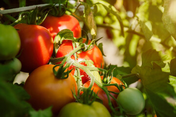 Canvas Print - Fresh juicy tomatoes ripening in a garden bed	