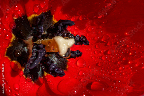 Obraz Dibond Water drops on red tulip petal close-up. Abstract floral background, spring time nature detail. High quality photo