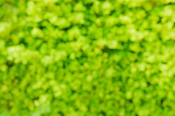 Wall Mural - Natural green bright blur background of sunny summer forest.          