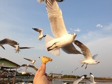 Low Angle View Of Seagulls Flying Against Sky