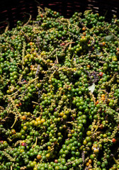 Wall Mural - pods of freshly picked organic kampot green peppercorns in cambodia