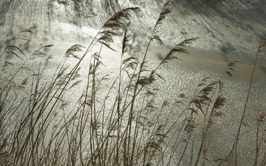 Wall Mural - Winter in the polder. Snow, ice, frost. Reed and sunlight. Backlight. Oeverlanden Hamingen Meppel Netherlands.