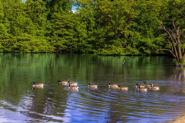 Wall Mural - A view of Canadian Geese swimming out into a lake in Warwickshire, UK