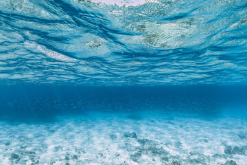 Wall Mural - Tropical blue ocean with little fish in underwater. Sea background