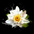 Beautiful white lotus flower close-up. Exotic water lily flower on black background. Visual art minimal concept nature background