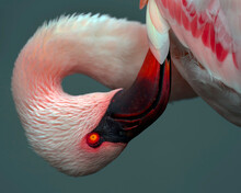 Flamingo, San Diego Safari Park, Califorina, USA
