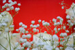 Beautiful floral arrangement. White roses and gypsophila on a red background. Vivid composition
