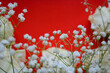 White roses and gypsophila on a red background. Beautiful floral arrangement