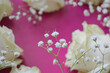   white  roses and  gypsophila  on a   pink   background.  gentle floral arrangement. 