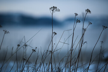 Canvas Print - Trondheim fjord