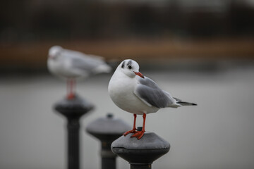 White gull close up photo