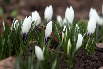  Many white crocuses bloom in the garden on a sunny day. One of the first spring flowers. Background