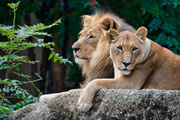 male lion cub