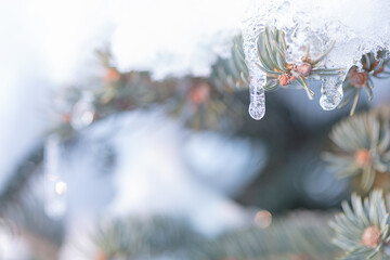 Icicles hanging from a branch of an evergreen tree.
Winter nature background.