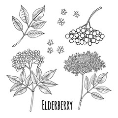 Elderberry (Sambucus nigra). Fruits, flowers and leaves. Hand drawn vector illustration in sketch style.