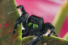 Selective Focus Shot Of A Phidippus Audax Spider On The Green Leaves