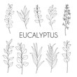 Eucalyptus. Set with branches and leaves. Hand drawn vector illustration in sketch outline style.