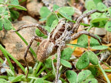 A Wolf Spider In Its Natural Environment On The Grass.