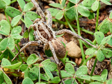 A Wolf Spider In Its Natural Environment On The Grass.