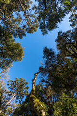 Poster - Céu azul acima de floresta subtropical