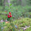 Beautiful juicy lingonberry grows on a sunny meadow in a pine forest.