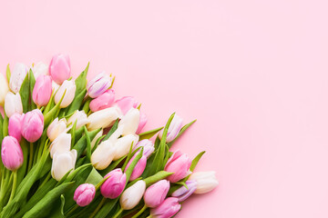 Bouquet of pink and white tulips on a pink background. Flat lay, copy space