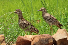 Spotted Thick Knee Birds Standing In The Grass.