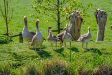 Greylag Goose, Anser Anser, Family With Goslings On A Green Field With Pollard Willows In The Background In An Agricultural Area Close To Rotterdam, The Netherlands
