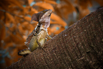 Wall Mural - Common basilisk - Basiliscus basiliscus lizard in Corytophanidae, endemic to Central and South America, also known as the Jesus Christ lizard, South American Jesus lizard or lagarto de Jesus Cristo
