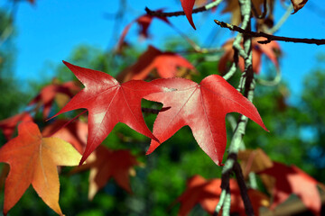 red autumn leaves