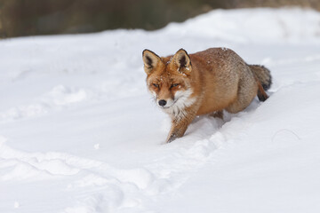 Wall Mural - Red fox in wintertime with fresh fallen snow in nature