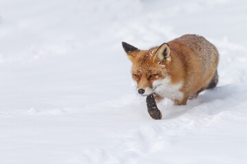 Wall Mural - Red fox in wintertime with fresh fallen snow in nature