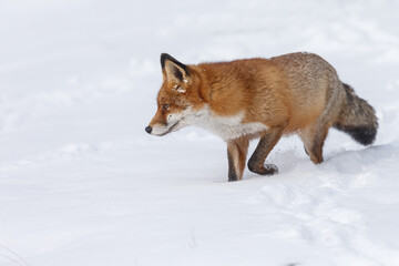 Wall Mural - Red fox in wintertime with fresh fallen snow in nature