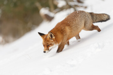 Wall Mural - Red fox in wintertime with fresh fallen snow in nature