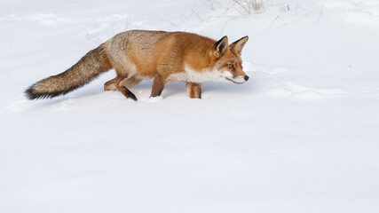 Wall Mural - Red fox in wintertime with fresh fallen snow in nature