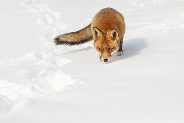 Wall Mural - Red fox in wintertime with fresh fallen snow in nature
