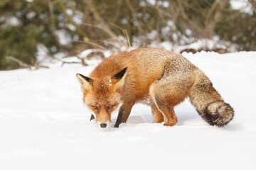 Wall Mural - Red fox in wintertime with fresh fallen snow in nature