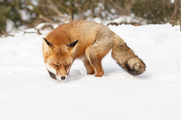 Wall Mural - Red fox in wintertime with fresh fallen snow in nature