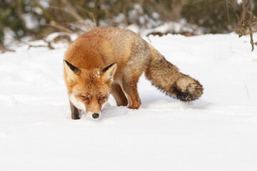 Wall Mural - Red fox in wintertime with fresh fallen snow in nature