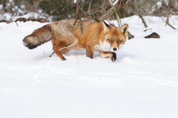 Wall Mural - Red fox in wintertime with fresh fallen snow in nature