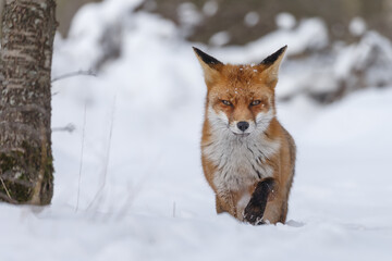 Wall Mural - Red fox in wintertime with fresh fallen snow in nature