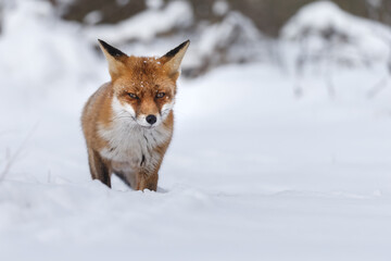Wall Mural - Red fox in wintertime with fresh fallen snow in nature