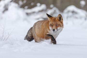 Wall Mural - Red fox in wintertime with fresh fallen snow in nature