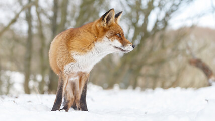 Wall Mural - Red fox in wintertime with fresh fallen snow in nature