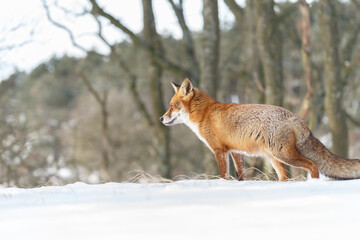 Wall Mural - Red fox in wintertime with fresh fallen snow in nature