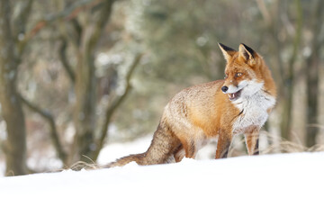 Wall Mural - Red fox in wintertime with fresh fallen snow in nature