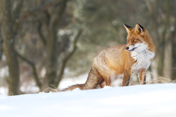Wall Mural - Red fox in wintertime with fresh fallen snow in nature