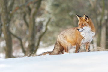 Wall Mural - Red fox in wintertime with fresh fallen snow in nature